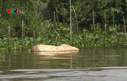 Hậu Giang: Xác lợn chết trôi trên sông, môi trường bị ô nhiễm nghiêm trọng
