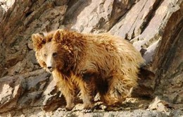 Thế giới chỉ còn 36 con gấu Gobi do thiếu thốn nguồn thức ăn