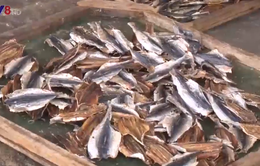 Hàng ngàn tấn cá tồn kho - Làng nghề điêu đứng
