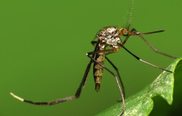 Báo động muỗi nhiệt đới tại châu Âu
