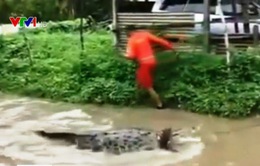 Cá sấu bơi ra đường sau trận lụt ở Ấn Độ