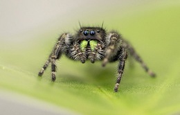 Thị lực của nhện nhảy sơ sinh phi thường đến mức nào?