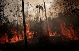 Sức ép ngăn chặn cháy rừng Amazon tại Brazil
