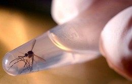 Singapore xác nhận 3 người nhiễm virus Zika