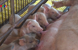 Người chăn nuôi e ngại tái đàn lợn phục vụ thị trường Tết