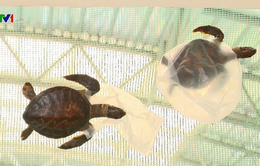 Bảo vệ rùa biển trước mối nguy rác thải nhựa