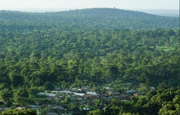 Gabon được trả tiền để bảo vệ rừng