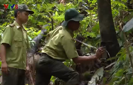 Quảng Nam quan hệ Quốc tế để giữ rừng hiệu quả