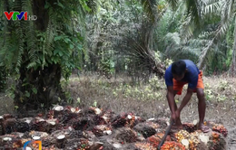 Đốt rừng trồng cọ dầu - Nguyên nhân gây cháy rừng hàng loạt ở Indonesia