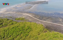 Quảng Nam khôi phục rừng ngập mặn ven biển