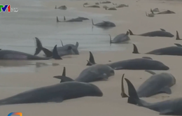 Cá voi chết hàng loạt tại bãi biển Cape Verde