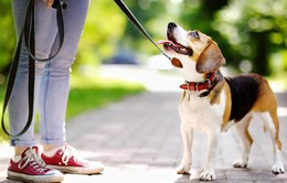 Australia phạt 4.000 AUD nếu không dắt chó đi dạo mỗi ngày