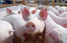 Hungary: Phát hiện virus tả lợn châu Phi ở gần thủ đô Budapest