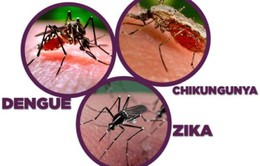Cuba nỗ lực ngăn chặn các bệnh lây qua muỗi