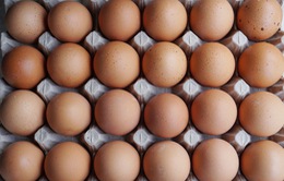 Indonesia tiêu hủy hàng triệu quả trứng để "cứu" giá thịt gà
