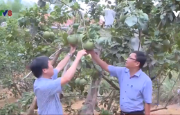 Thừa Thiên - Huế triển khai nhiệm vụ phát triển nông nghiệp