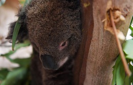 Thảm họa cháy rừng Australia: Gấu Koala đứng trước nguy cơ tuyệt chủng