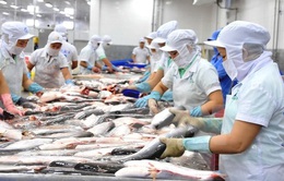 Cá tra Việt Nam sẽ gặp áp lực cạnh tranh lớn