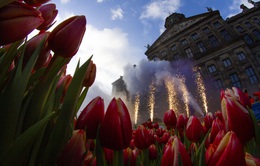 Hàng trăm nghìn bông hoa tulip khoe sắc tại Ngày hội hoa tulip Hà Lan