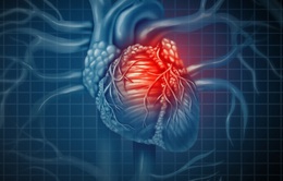 Mô tim 3D - hy vọng mới cho người bệnh tim