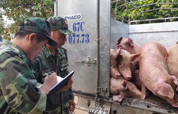 Phát hiện gần 1 tấn lợn nhập lậu vào Việt Nam tiêu thụ