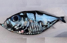 Giật mình chú cá giống hệt tranh của Picasso