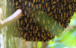 Gác kèo ong và muối ba khía Cà Mau là di sản phi vật thể