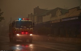 Cơn mưa "vàng" xoa dịu thảm họa cháy rừng ở Australia