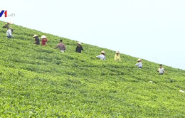 Tuyên Quang đẩy mạnh phát triển nông nghiệp hàng hóa