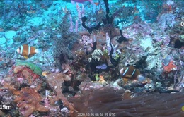 Phát hiện rặng san hô khổng lồ cao đến 500m tại Australia