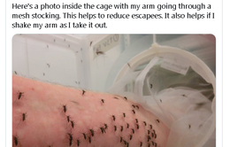 Nhà khoa học để hàng nghìn con muỗi đốt để nghiên cứu điều trị sốt xuất huyết