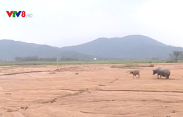 Hà Tĩnh: Người dân mất đất sản xuất do sạt lở