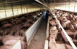 Thịt lợn nhập khẩu đổ về Việt Nam