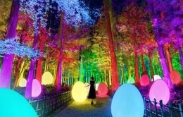 Lạc lối trong ánh sáng huyền ảo tại vườn cổ đẹp bậc nhất Nhật Bản