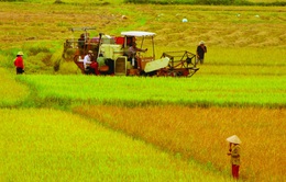 Thủ tướng cho phép chuyển mục đích sử dụng đất trồng lúa tại 3 tỉnh