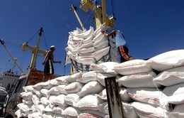 Giá gạo xuất khẩu Việt Nam cao nhất 9 năm do khan hiếm container