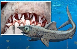 Rùng rợn, phát hiện hàm răng "quỷ dữ" của loài cá mập 370 triệu năm tuổi