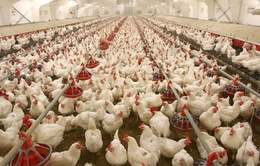 Dịch cúm gia cầm lan rộng ở miền Tây Nhật Bản, hơn 2 triệu con gà bị tiêu hủy