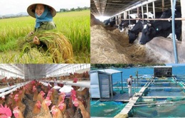 Nông dân kém “mặn mà” với bảo hiểm nông nghiệp