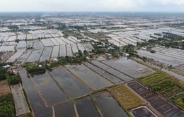 Hàng ngàn hecta lúa bị thiệt hại vì hạn hán và xâm nhập mặn