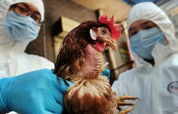 Ổ dịch cúm gia cầm H5N6 bùng phát tại Trung Quốc