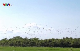 Quảng Trị: Hàng ngàn con chim Cò nhạn xuất hiện trên đồng ruộng