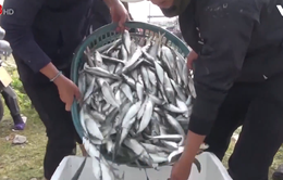 Ngư dân Quảng Bình được mùa cá trích đầu năm