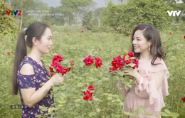 Lạc bước vào vườn hoa hồng hơn 1ha ở Hà Nội