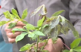 Thừa Thiên - Huế xử lý 1.000 ha sắn bị nhiễm bệnh