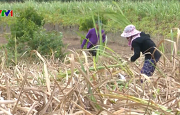 Nông dân trồng mía Khánh Hòa lỗ nặng do nắng hạn