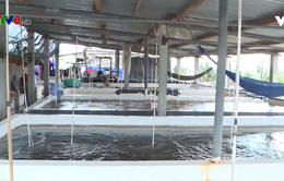 Thừa Thiên - Huế: Thiếu nguồn giống cho vụ nuôi trồng thủy sản mới
