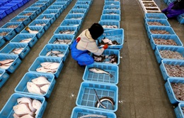 Thực phẩm từ Fukushima được phép nhập khẩu vào Singapore