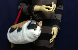 Những chiếc túi hình mèo gây sốt ở Nhật