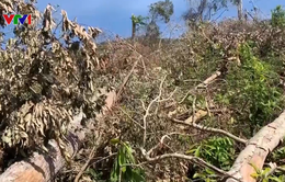 Hơn 5ha rừng ở Đắk Lắk bị tàn phá
